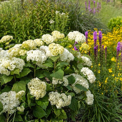 First Editions® FlowerFull® Smooth Hydrangea: Hydranga arborescens 'Bailful' PP33,613 preview 5