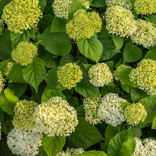 First Editions® FlowerFull® Smooth Hydrangea: Hydranga arborescens 'Bailful' PP33,613 preview 6