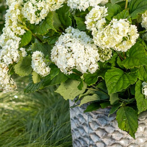 First Editions® FlowerFull® Smooth Hydrangea: Hydranga arborescens 'Bailful' PP33,613 preview 8