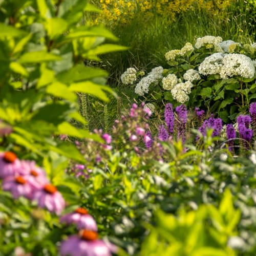 First Editions® FlowerFull® Smooth Hydrangea: Hydranga arborescens 'Bailful' PP33,613 preview 9