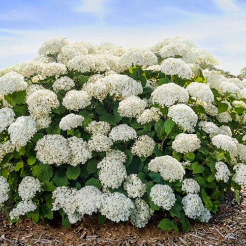 First Editions® FlowerFull® Smooth Hydrangea: Hydranga arborescens 'Bailful' PP33,613