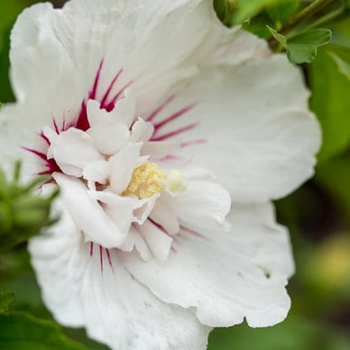 First Editions® Bali™ Hibiscus: Hibiscus syriacus 'Minfren' preview 2
