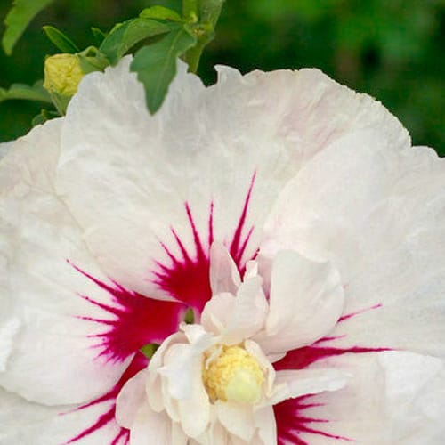 First Editions® Bali™ Hibiscus: Hibiscus syriacus 'Minfren' preview 3