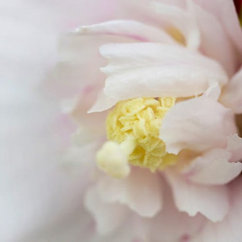 First Editions® Bali™ Hibiscus: Hibiscus syriacus 'Minfren' preview 4