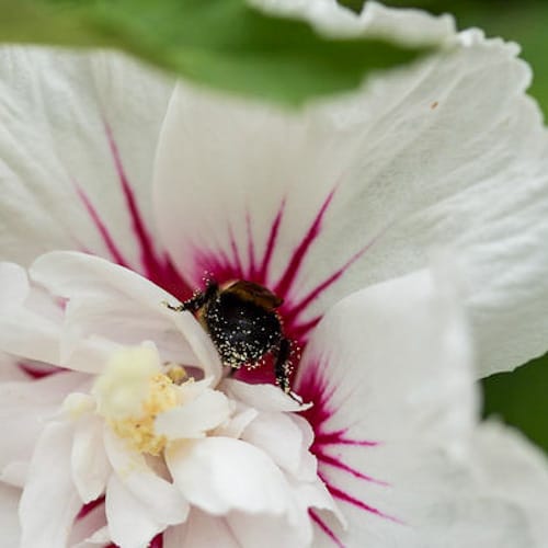 First Editions® Bali™ Hibiscus: Hibiscus syriacus 'Minfren' preview 5