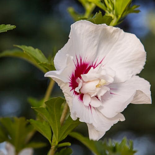 First Editions® Bali™ Hibiscus: Hibiscus syriacus 'Minfren' preview 6