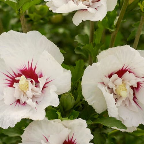 First Editions® Bali™ Hibiscus: Hibiscus syriacus 'Minfren' preview 7