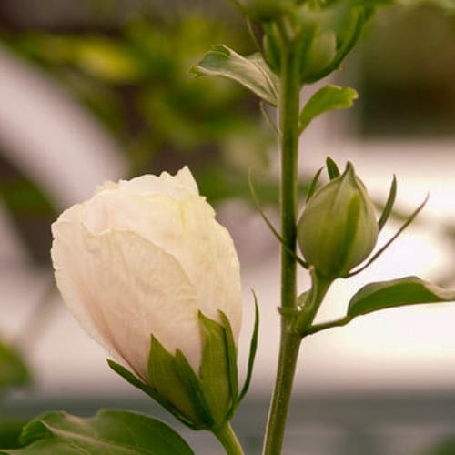 First Editions® Bali™ Hibiscus: Hibiscus syriacus 'Minfren' preview 8