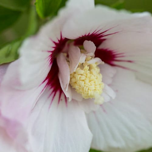 First Editions® Bali™ Hibiscus: Hibiscus syriacus 'Minfren' preview 9