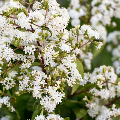 First Editions® Tianshan® Seven-son flower: Heptacodium miconioides 'Minhep' preview 3