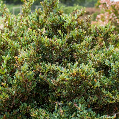First Editions® Coppertone™ Distylium: Distylium 'PIIDIST-III' PP25,304 preview 2