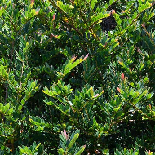 First Editions® Coppertone™ Distylium: Distylium 'PIIDIST-III' PP25,304 preview 6
