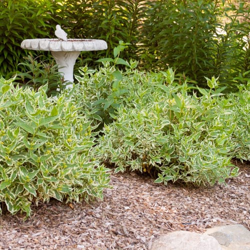 First Editions® Cool Splash® Dwarf Bush Honeysuckle: Diervilla sessilifolia 'LPDC Podaras' PP19,391 preview 11