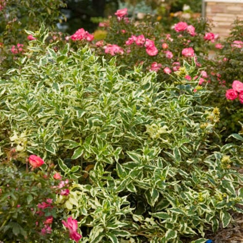First Editions® Cool Splash® Dwarf Bush Honeysuckle: Diervilla sessilifolia 'LPDC Podaras' PP19,391 preview 4