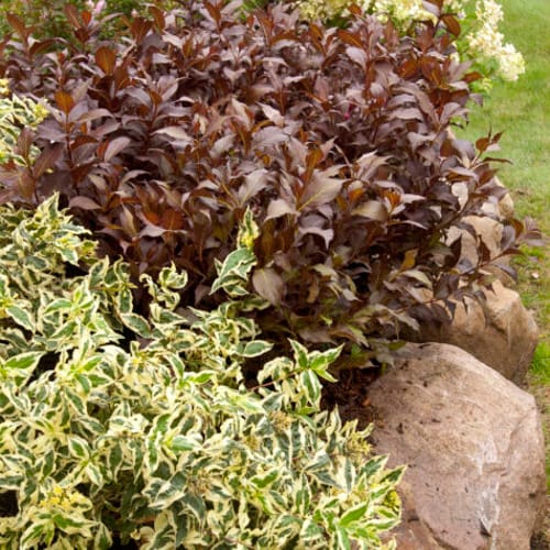 First Editions® Cool Splash® Dwarf Bush Honeysuckle: Diervilla sessilifolia 'LPDC Podaras' PP19,391 preview 5