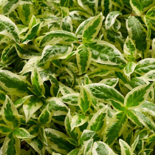 First Editions® Cool Splash® Dwarf Bush Honeysuckle: Diervilla sessilifolia 'LPDC Podaras' PP19,391 preview 6