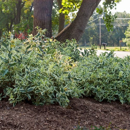 First Editions® Cool Splash® Dwarf Bush Honeysuckle: Diervilla sessilifolia 'LPDC Podaras' PP19,391 preview 8