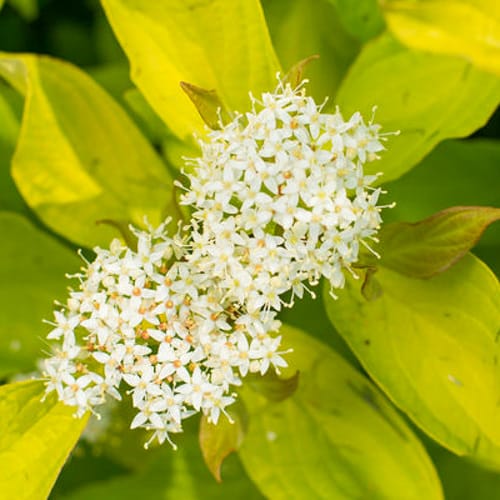 First Editions® Neon Burst™ Dogwood: Cornus alba 'ByBoughen' PP27,956 preview 4