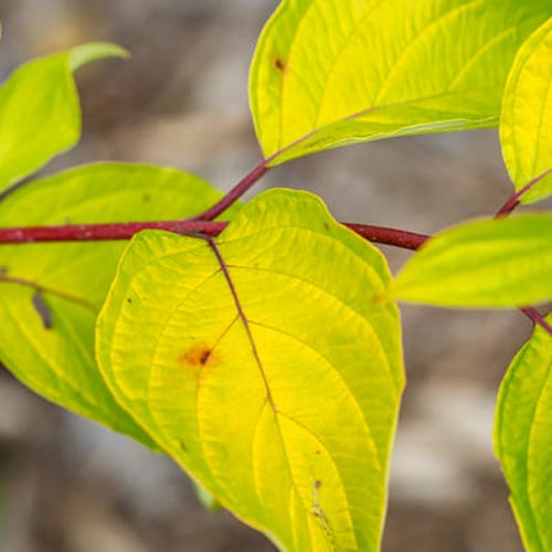 First Editions® Neon Burst™ Dogwood: Cornus alba 'ByBoughen' PP27,956