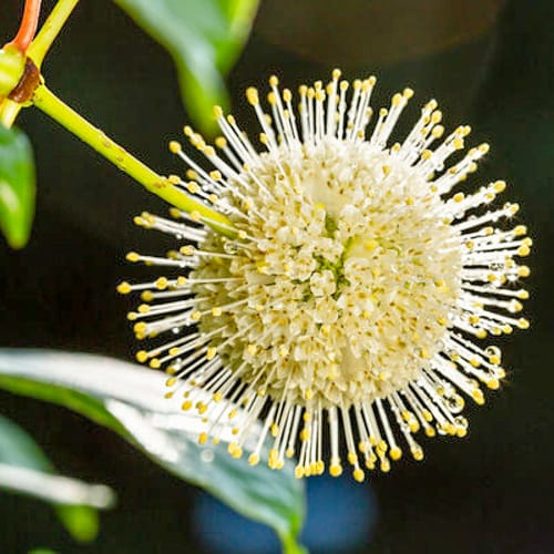 First Editions® Fiber Optics® Buttonbush: Cephalanthus occidentalis 'Bailoptics' PP29,475 preview 2