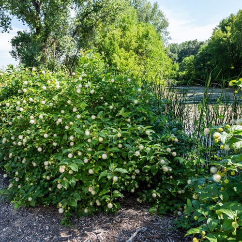 First Editions® Fiber Optics® Buttonbush: Cephalanthus occidentalis 'Bailoptics' PP29,475 preview 11