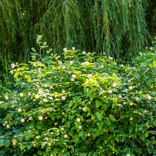 First Editions® Fiber Optics® Buttonbush: Cephalanthus occidentalis 'Bailoptics' PP29,475 preview 3