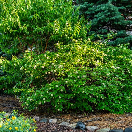 First Editions® Fiber Optics® Buttonbush: Cephalanthus occidentalis 'Bailoptics' PP29,475 preview 4