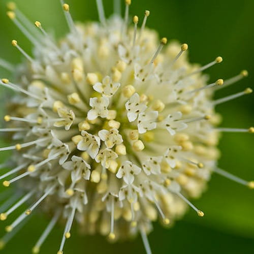 First Editions® Fiber Optics® Buttonbush: Cephalanthus occidentalis 'Bailoptics' PP29,475 preview 5