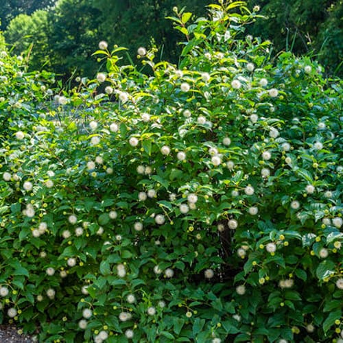 First Editions® Fiber Optics® Buttonbush: Cephalanthus occidentalis 'Bailoptics' PP29,475 preview 6