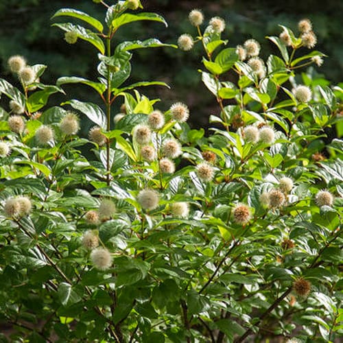 First Editions® Fiber Optics® Buttonbush: Cephalanthus occidentalis 'Bailoptics' PP29,475 preview 7