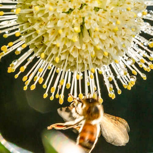 First Editions® Fiber Optics® Buttonbush: Cephalanthus occidentalis 'Bailoptics' PP29,475 preview 8