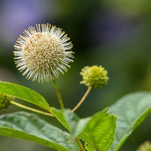 First Editions® Fiber Optics® Buttonbush: Cephalanthus occidentalis 'Bailoptics' PP29,475 preview 9