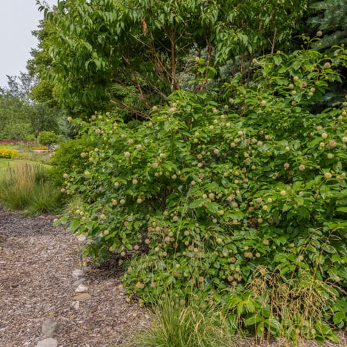 First Editions® Fiber Optics® Buttonbush: Cephalanthus occidentalis 'Bailoptics' PP29,475 preview 10