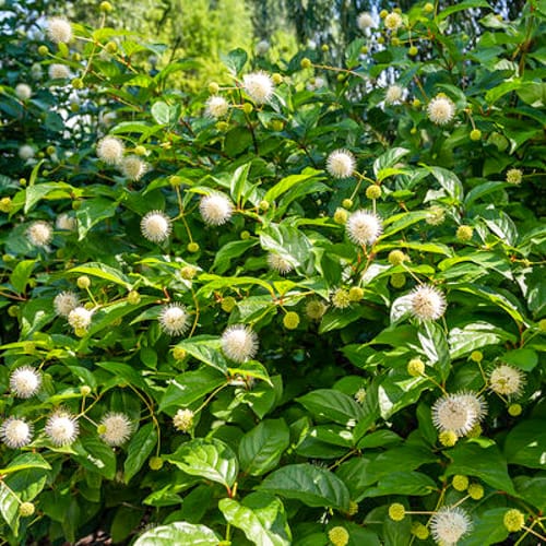 First Editions® Fiber Optics® Buttonbush: Cephalanthus occidentalis 'Bailoptics' PP29,475
