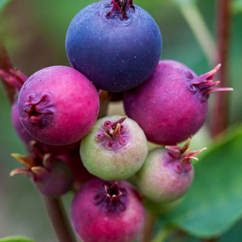 First Editions® Standing Ovation™ Serviceberry: Amelanchier alnifolia 'Obelisk' preview 4