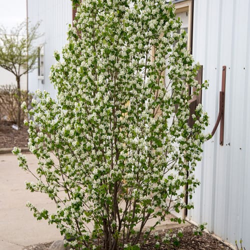 First Editions® Standing Ovation™ Serviceberry: Amelanchier alnifolia 'Obelisk' preview 8