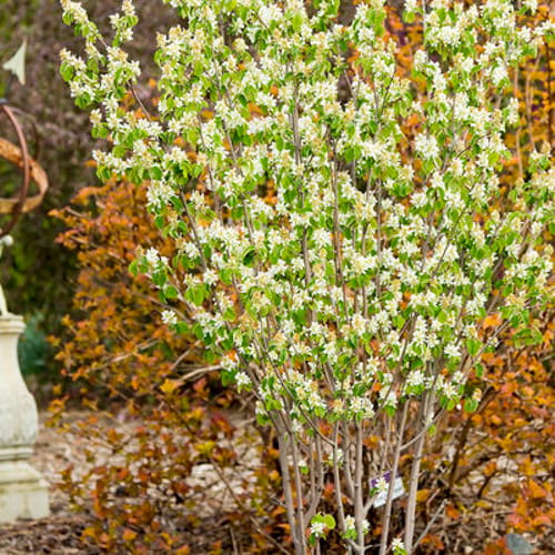 First Editions® Standing Ovation™ Serviceberry: Amelanchier alnifolia 'Obelisk'