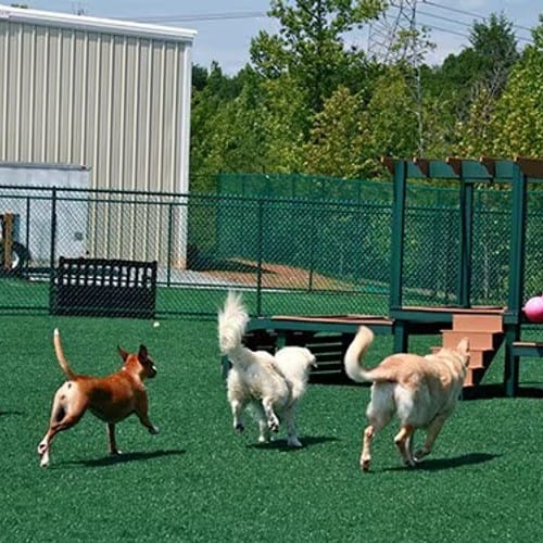 Canine Castle preview 5