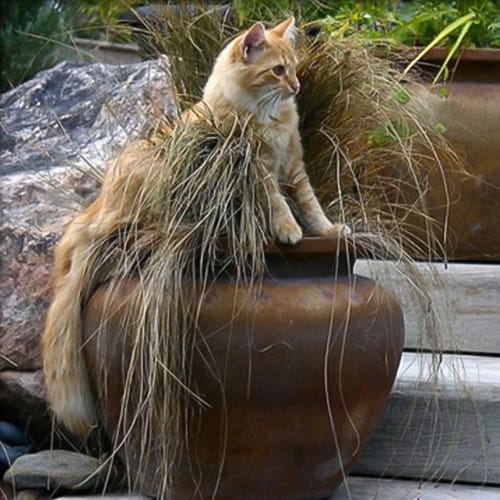 Shawnee Planter